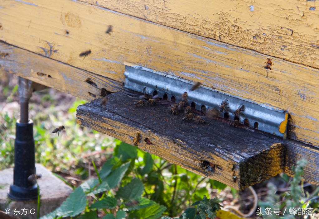 蜜蜂蜂箱水分很多怎么办,蜜蜂蜂群太少怎么解决