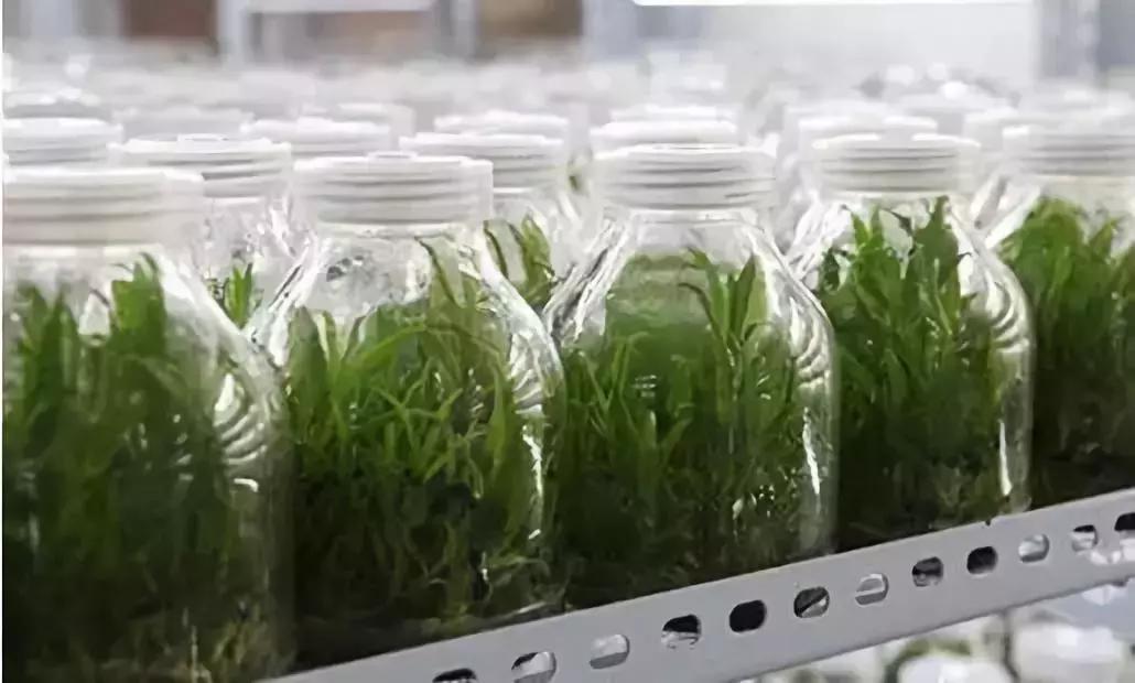 铁皮石斛林下种植视频,关于铁皮石斛种植技术培训