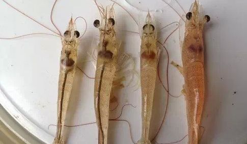 黄曲霉菌毒素的危害,对虾饲料中黄曲霉毒素