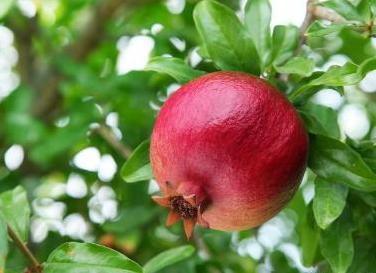 院子里的石榴树有什么寓意,庭院石榴树的说法