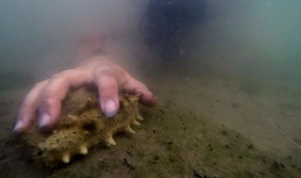 想要有滋补作用的海参要掌握三点,滋补身体用哪种海参比较好