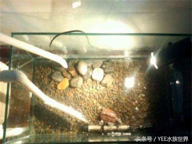 清除鱼缸垃圾鱼屎最好的方法,鱼缸清理垃圾用什么好使