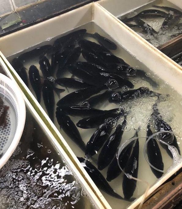 基围虾比河虾还便宜了市区的淡水产价格噌噌往上涨