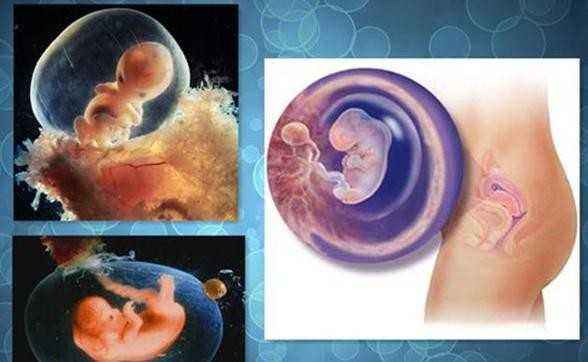 受孕着床过程走近科学,受孕着床的过程科普