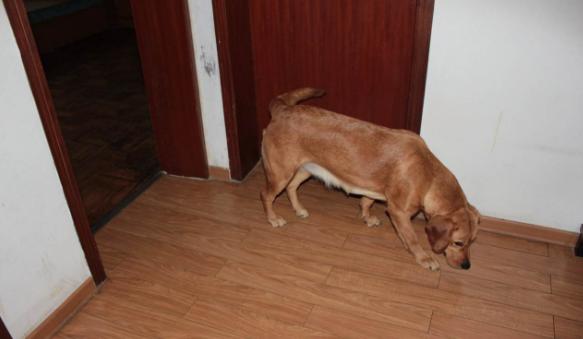 狗狗舔人眼睛是什么意思,狗狗咬你手指和舔你是代表什么