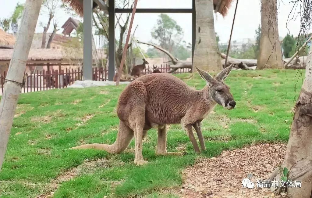 福清野生动物园游览车,福清野生动物园攻略