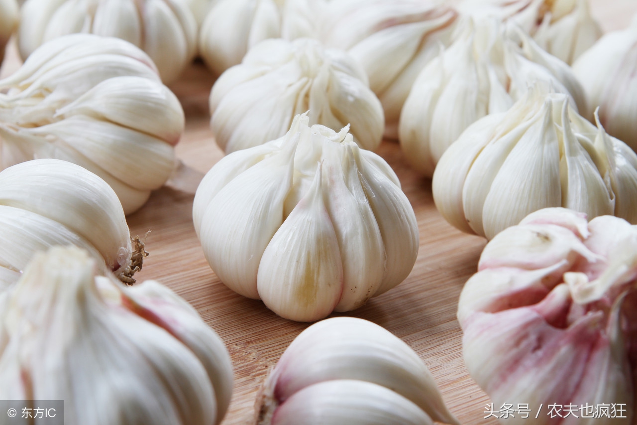 葱辣嘴蒜辣心芥末顺口溜,葱辣眼蒜辣心顺口溜陕西话