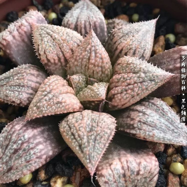 多肉的医用功效,多肉治愈句子