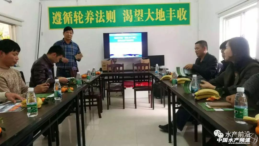 新品种“白金钢”！源自非洲亚丁湾，抗病力强，适应性广，到底什么来头？