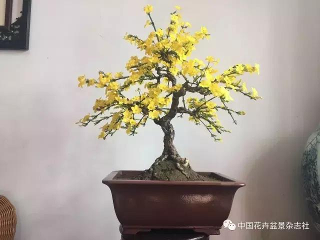 盆栽花换土后如何养护和浇水视频,云南迎春盆景养护