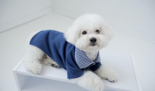 饲养比熊犬的6大禁忌绝不能犯,饲养比熊犬的六点注意事项