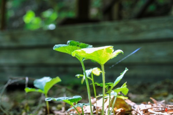 涓囧瓧鏀荤暐,涓囧瓧瑙ｆ瀽鏀荤暐