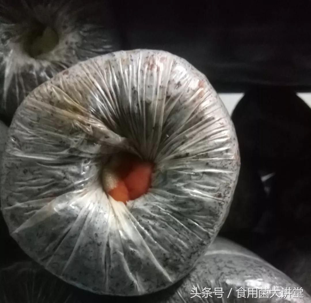 食用菌工厂化生产污染最祸首链孢霉，看是如何预防和治疗，你咋看