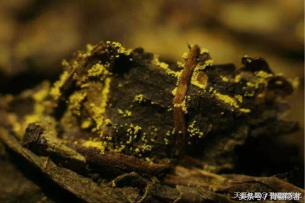 论一杯现磨拿铁的幸福感,论一杯好茶的自我修养