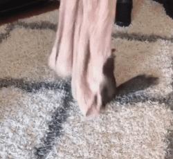 宠物松鼠到底有没有病,宠物松鼠兔的日常