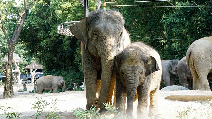 带小孩去长隆欢乐世界畅玩一天,暑假带娃去广州长隆野生动物世界