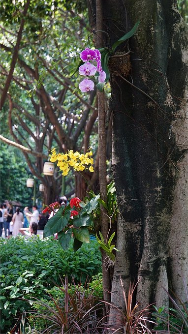 带小孩去长隆欢乐世界畅玩一天,暑假带娃去广州长隆野生动物世界