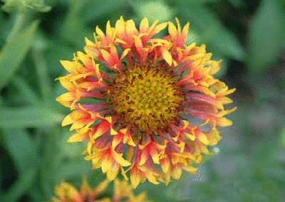 盘点各国的国花是什么,世界各国的国花你都认识吗