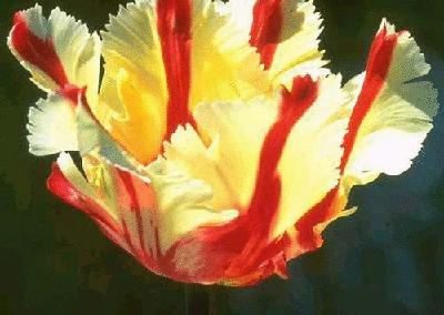 盘点各国的国花是什么,世界各国的国花你都认识吗