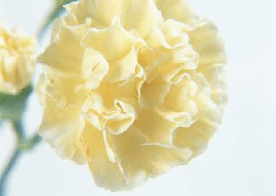 盘点各国的国花是什么,世界各国的国花你都认识吗