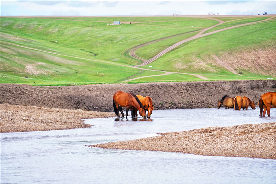 莫日格勒河在呼伦贝尔大草原吗,呼伦贝尔自由行露营攻略