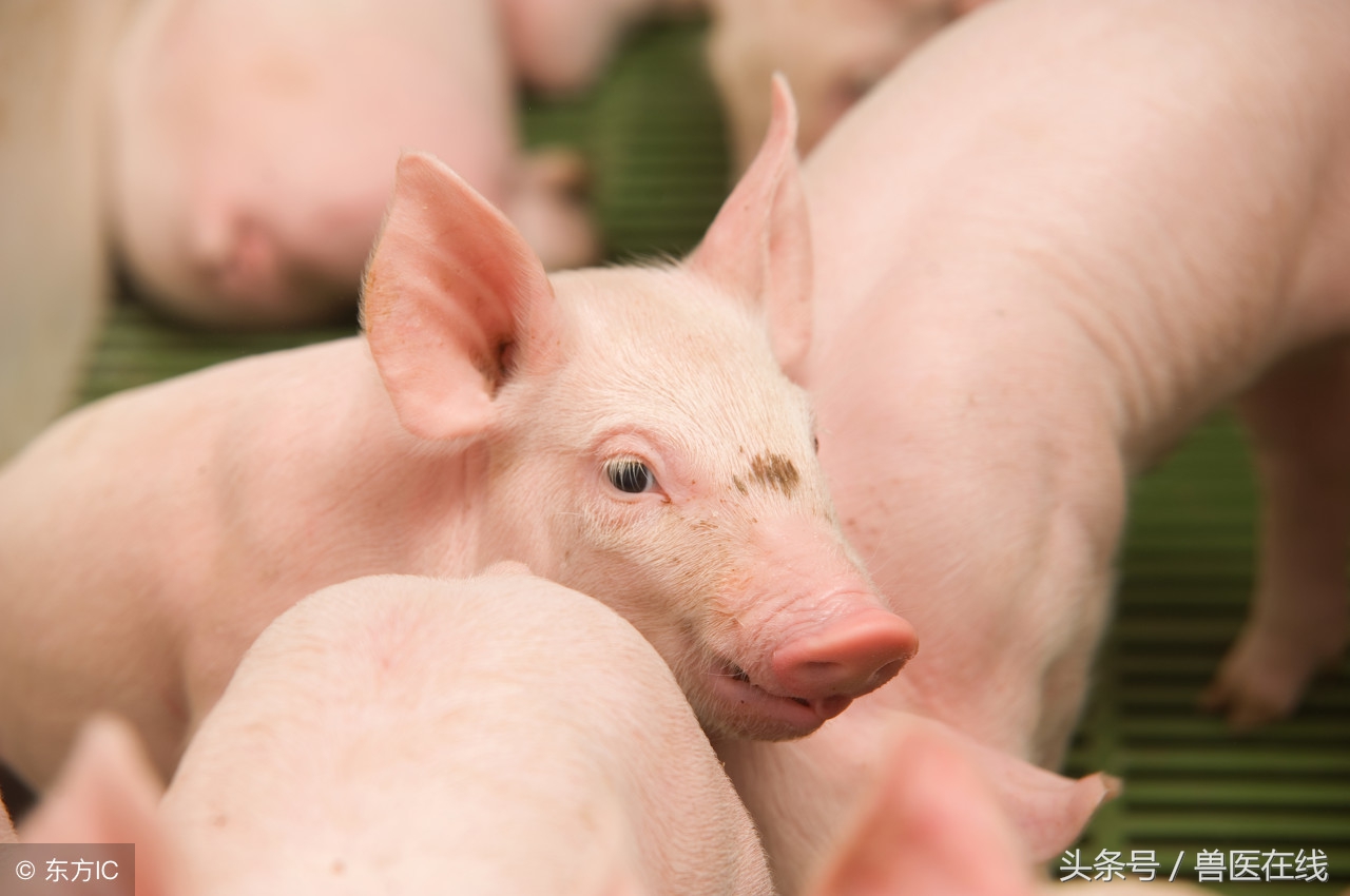 小猪出生多久剪牙最好,小猪剪牙什么时间最好