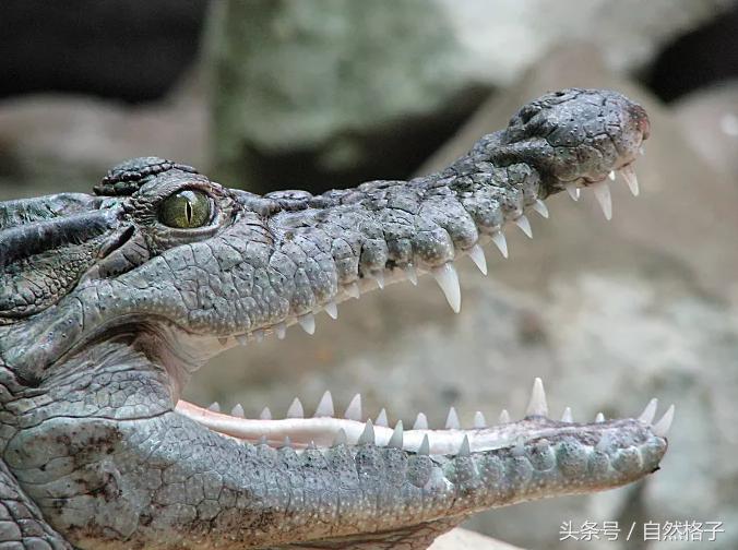 狮子和老虎的牙齿谁的牙齿最尖,狮子老虎的牙齿为什么比人厉害