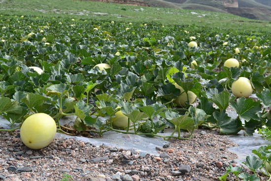 新疆蜜瓜特点,农业蜜瓜