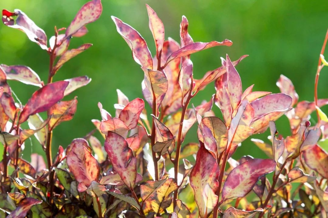 官方正品脚气脚痒专用抑菌止痒膏,真菌脚气用什么脚气膏