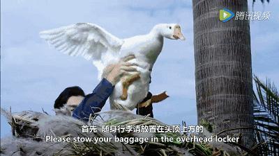 海南航空注意事项,新航安全须知