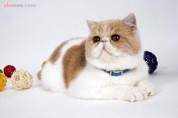 什么猫咪最好养而且又粘人,猫咪怎么养才听话粘人