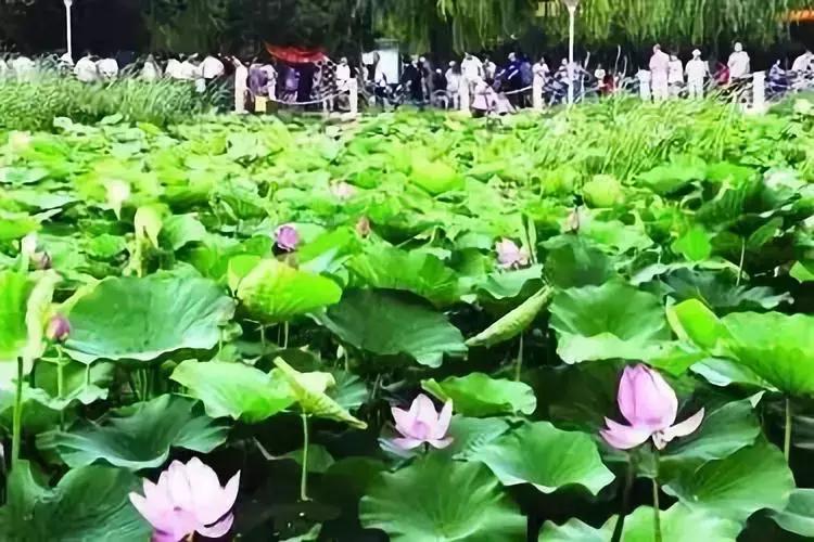 去沈阳哪里看荷花好玩一点,沈阳荷花旅游文化节时间