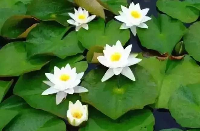 去沈阳哪里看荷花好玩一点,沈阳荷花旅游文化节时间