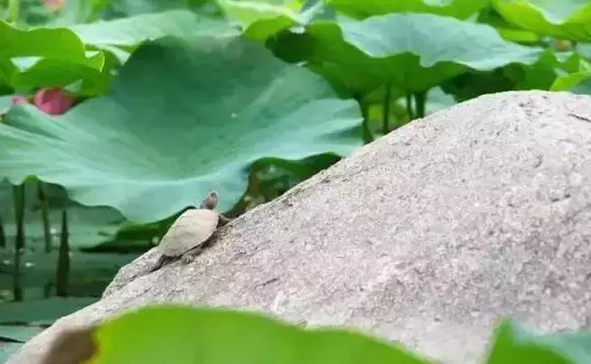 去沈阳哪里看荷花好玩一点,沈阳荷花旅游文化节时间