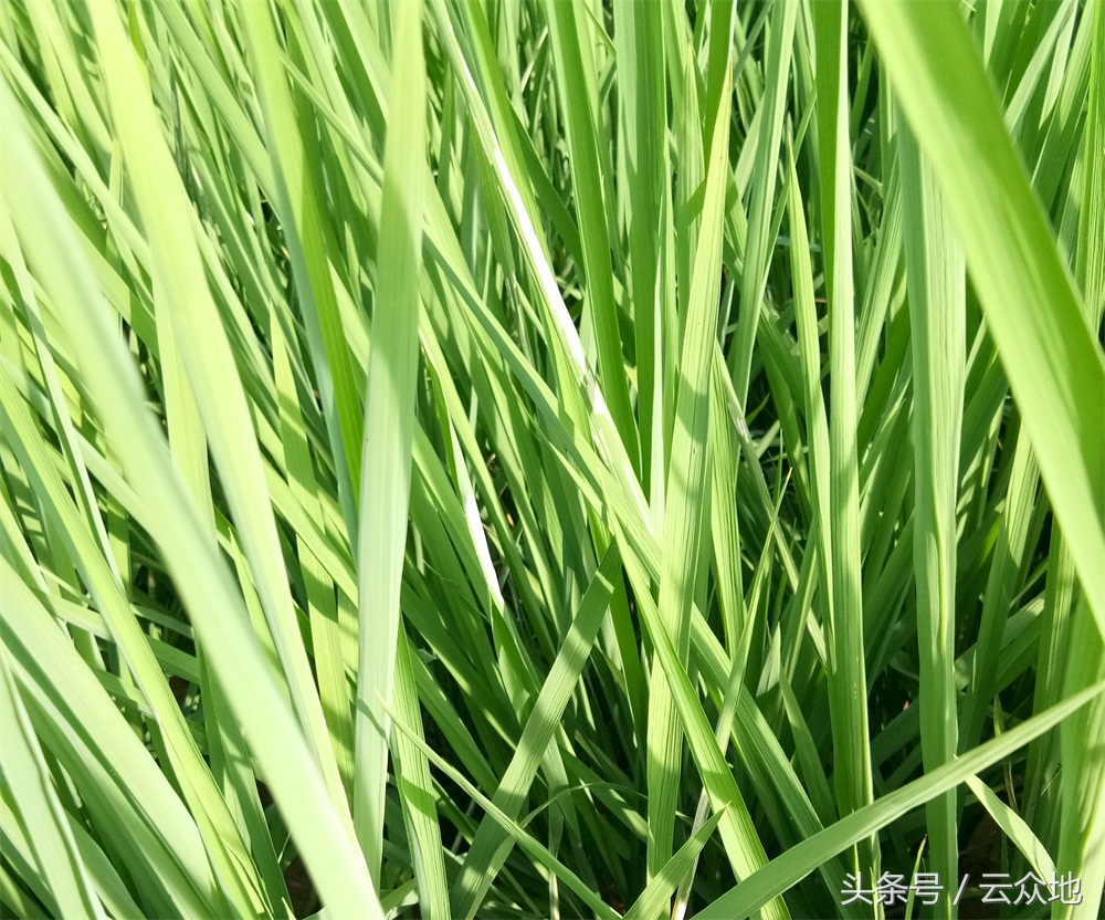 稻纵卷叶螟如何测蛾量,稻纵卷叶螟蛾子防治指标