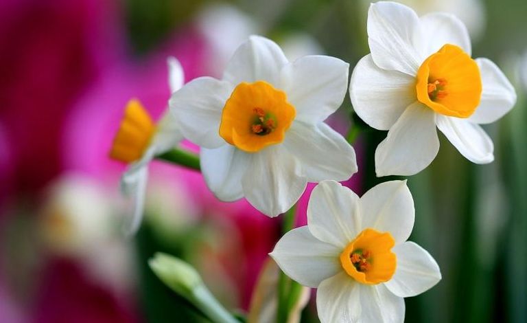 水仙花水培放多少水,水培水仙花需要留根吗