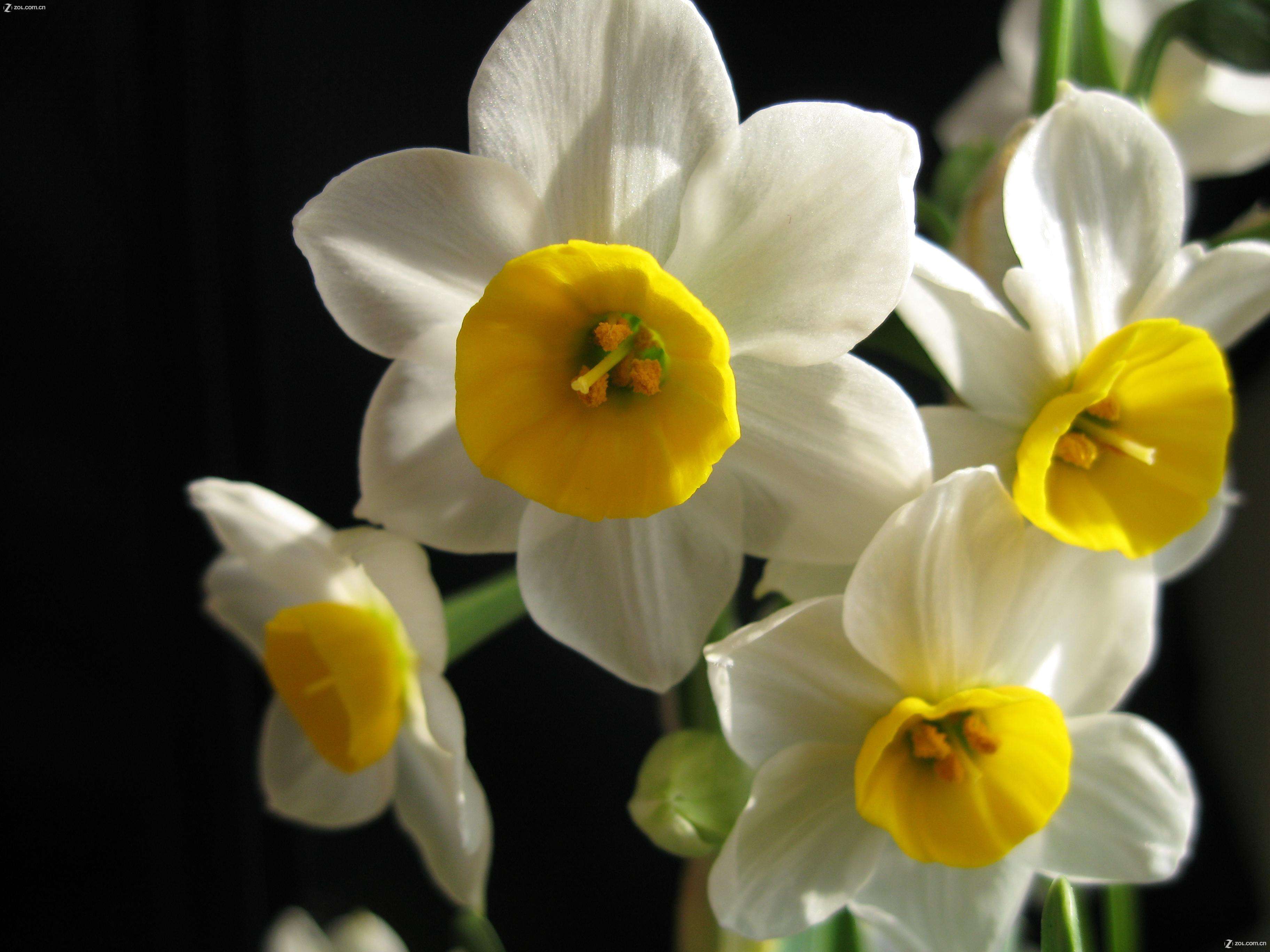 水仙花水培放多少水,水培水仙花需要留根吗