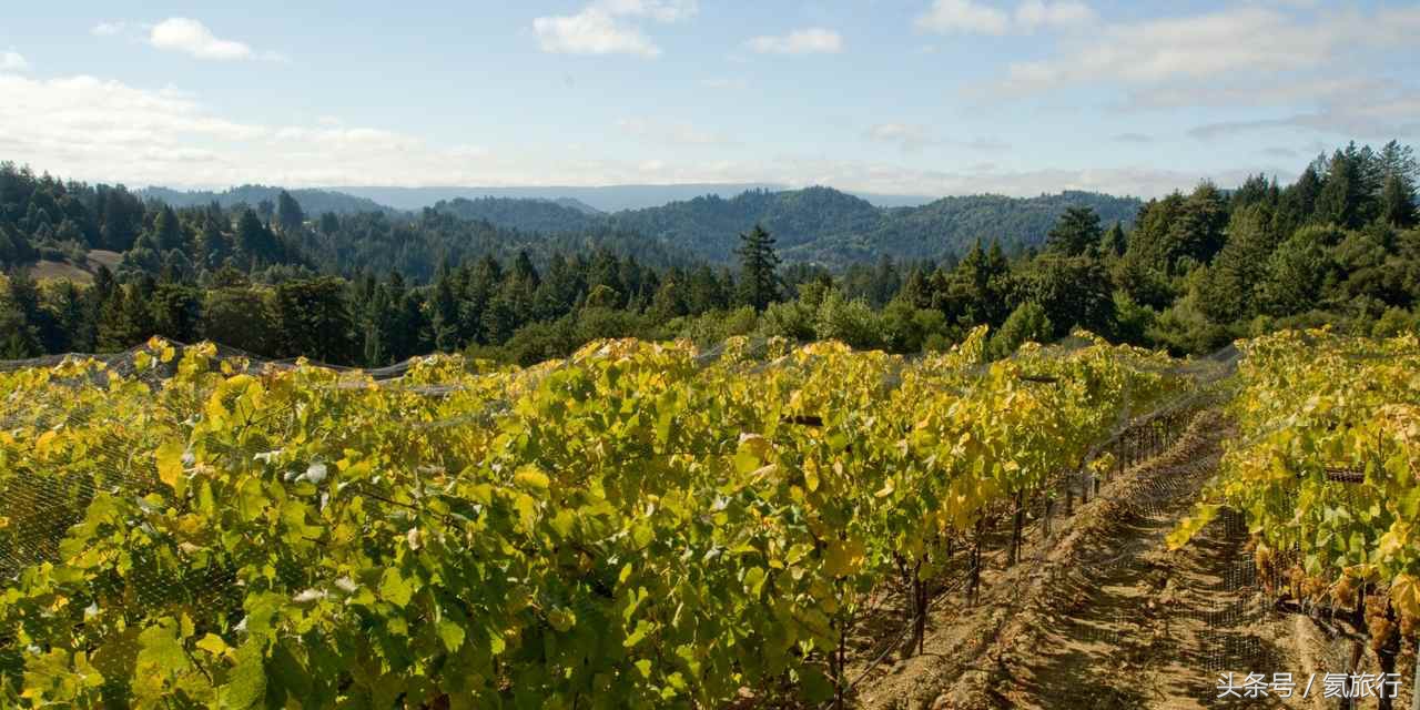 畅游加州：12个酒乡目的地，爱酒的你一定可以找到最适合你的酒乡