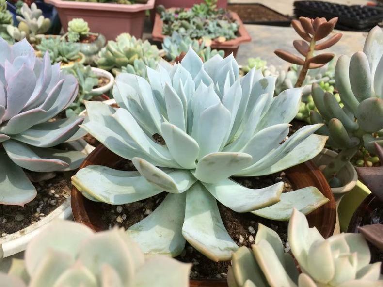 多肉叶子长白粉怎么办,多肉叶片起白粉怎么办