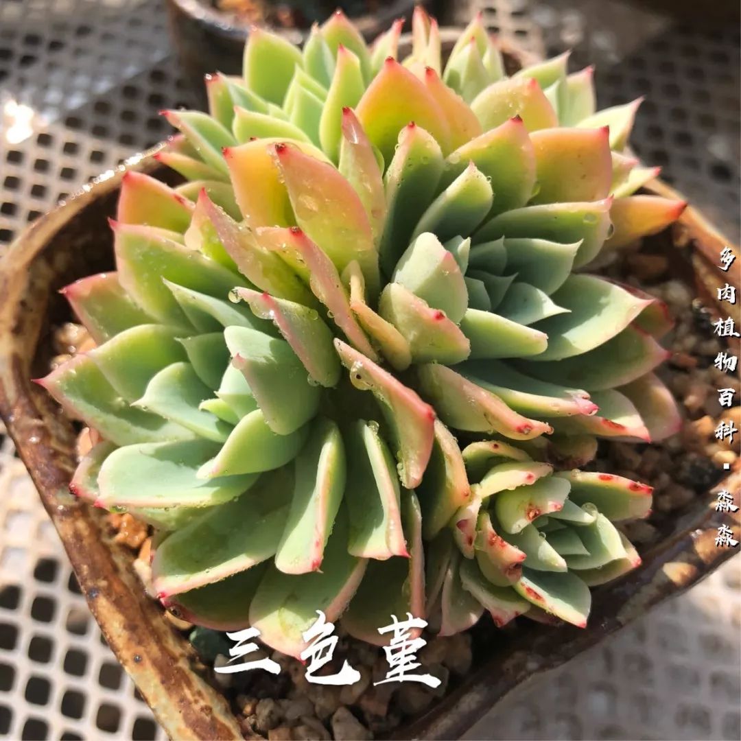 养多肉的佛系小生：愿做菩萨那朵莲！