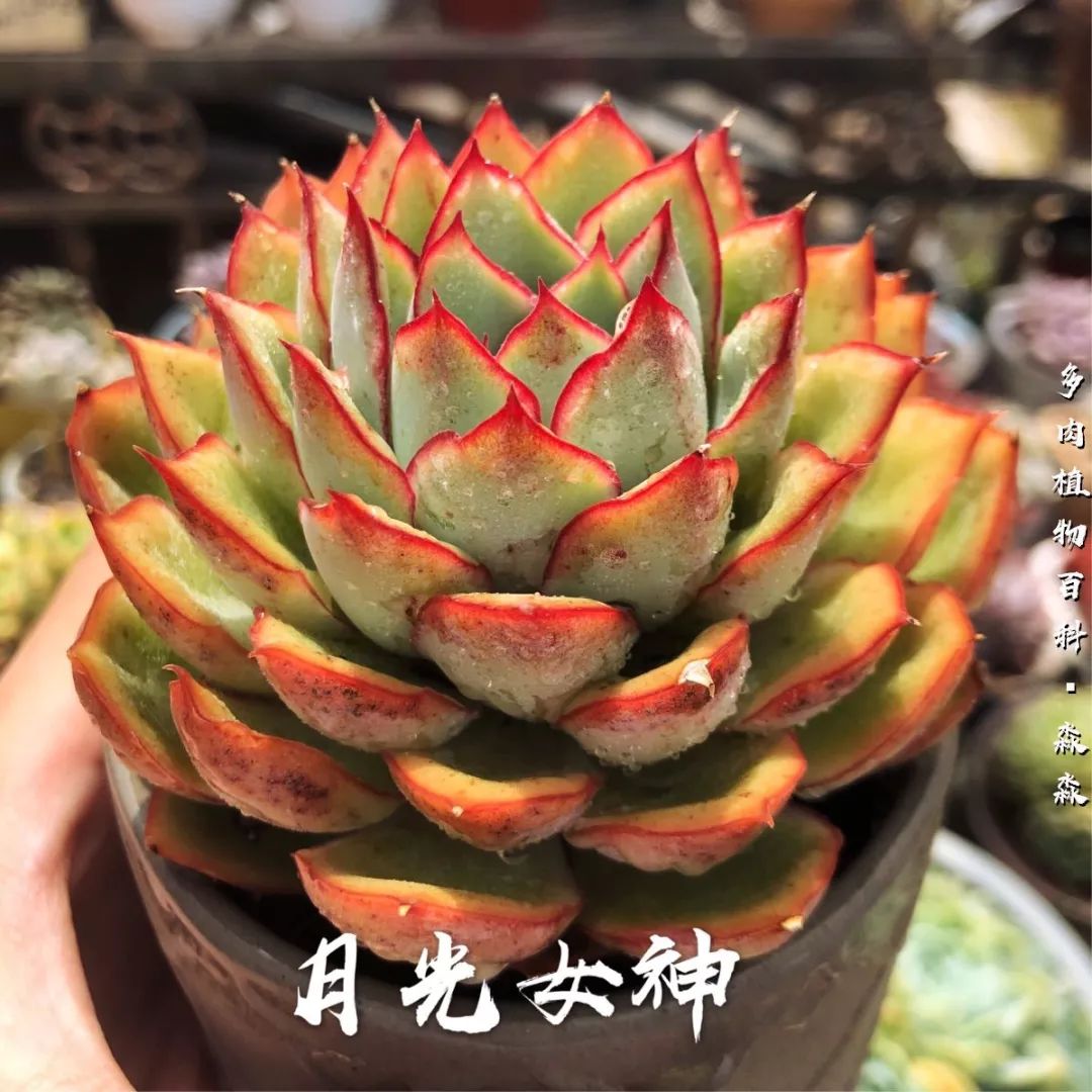 养多肉的佛系小生：愿做菩萨那朵莲！