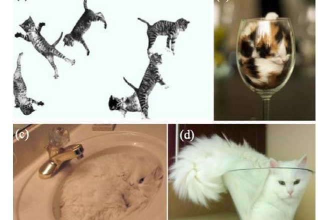 法国研究者证明猫是液体荣获诺贝尔物理学奖