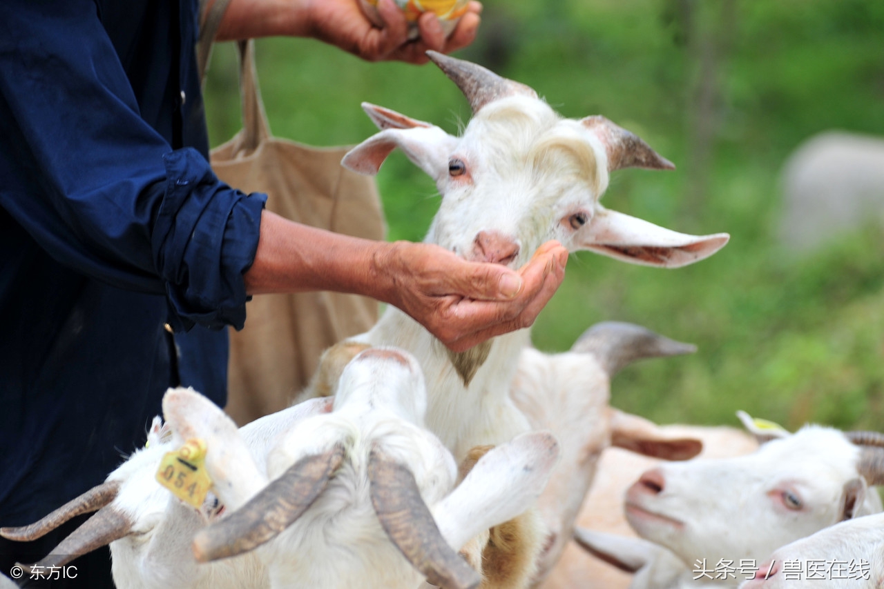 养羊药品,养羊必备的3类药品有哪些