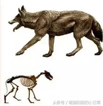 地球有史以来最大的食肉动物,地球历史上最强食肉动物