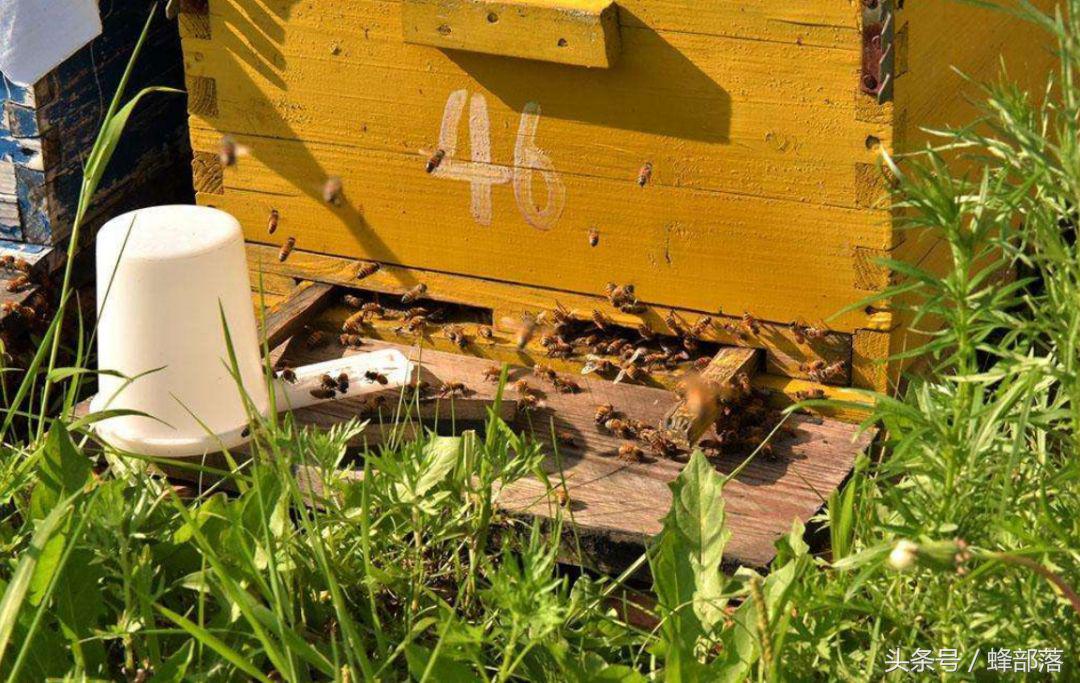 新手养蜂需要掌握哪些养蜜蜂技术,新蜂箱养蜜蜂的正确方法