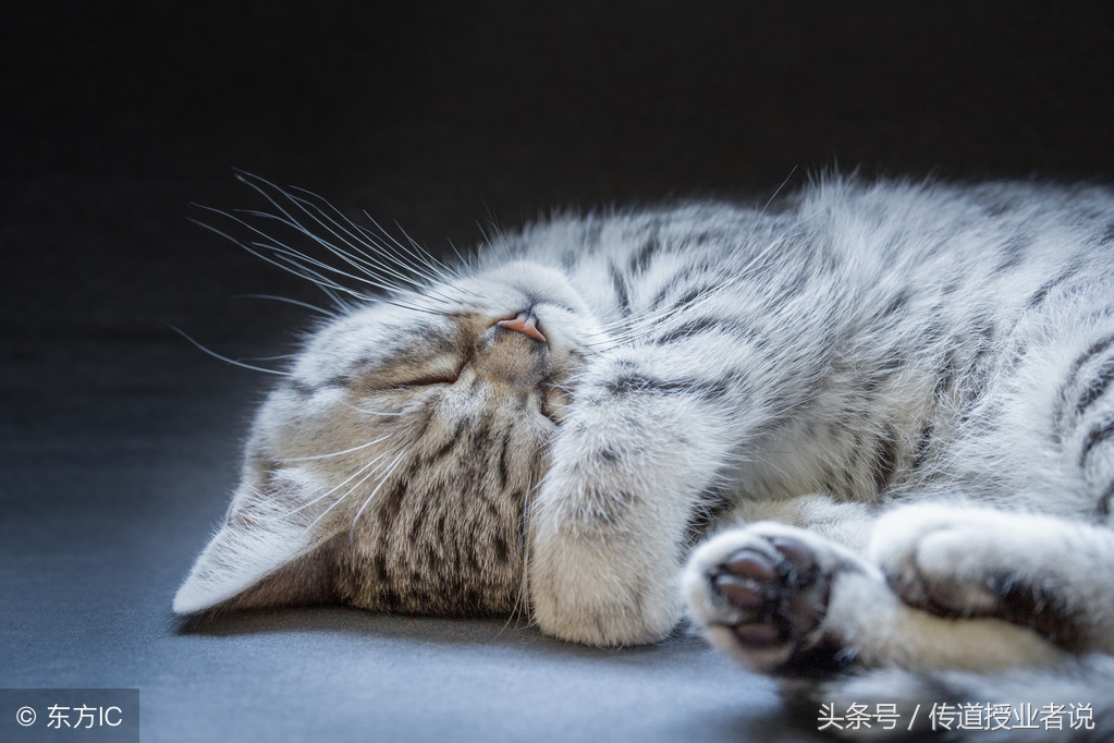 三年级优秀作文写动物200字以上,我喜欢的动物600字优秀作文记叙