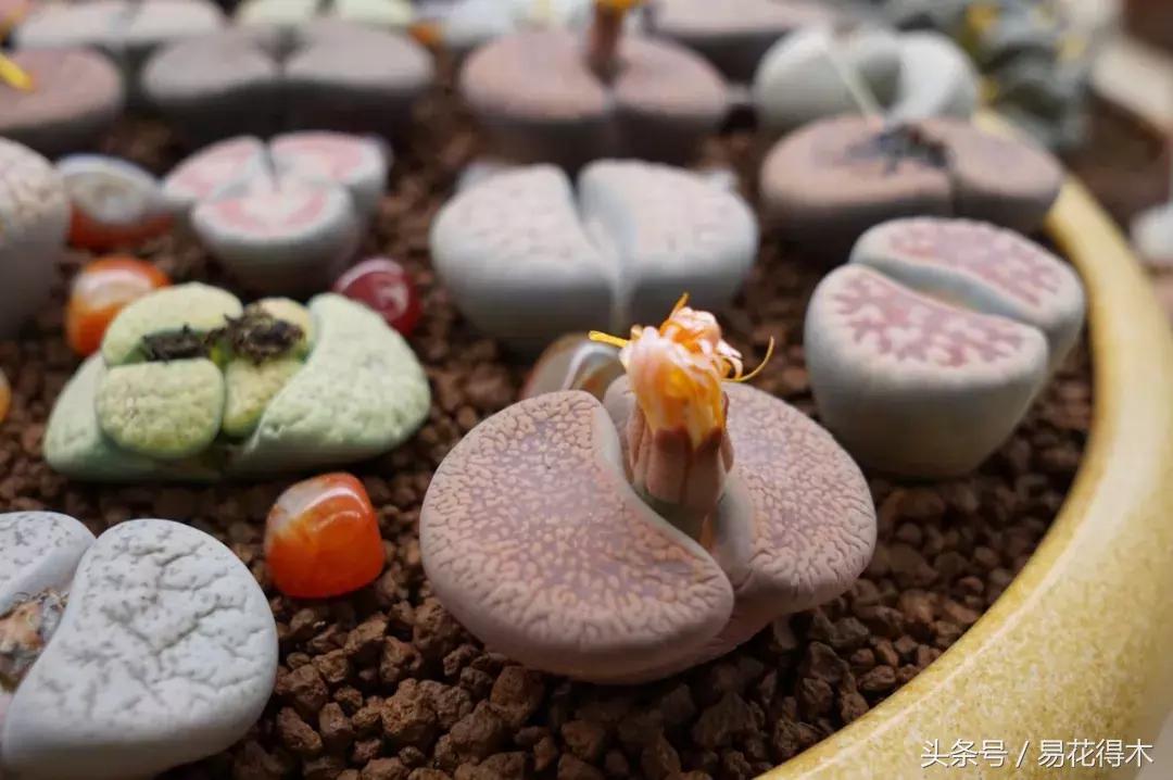 多肉叶片有霉灰怎么办,多肉植物发霉