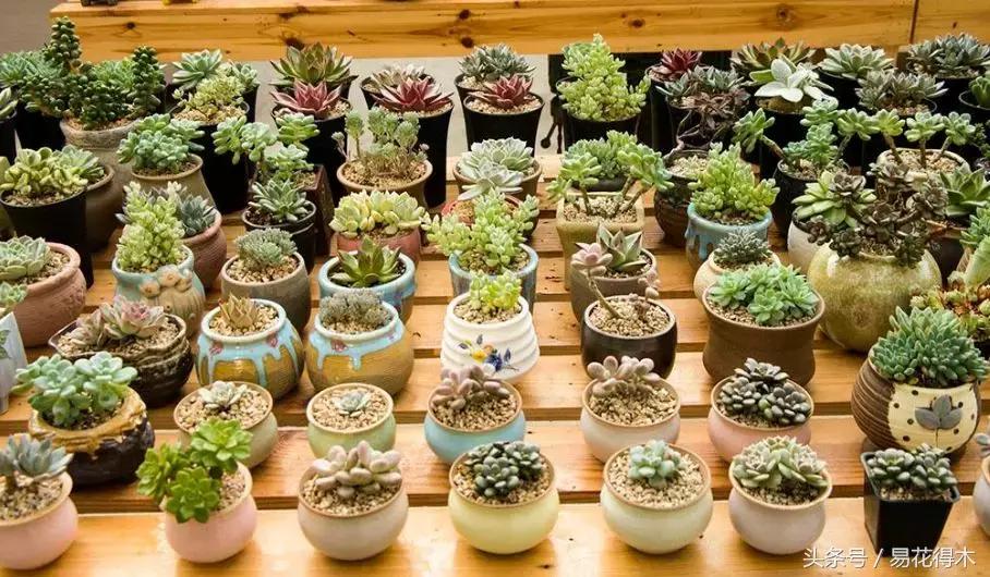 多肉叶片有霉灰怎么办,多肉植物发霉