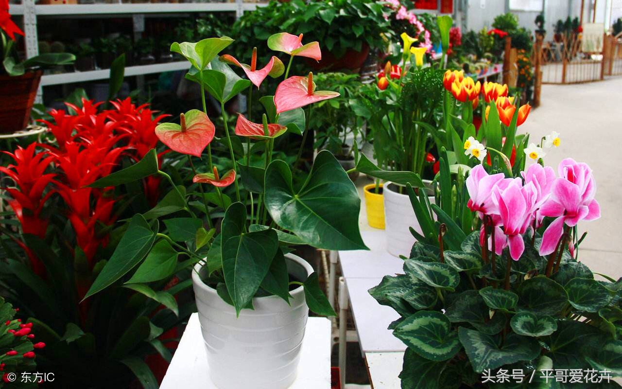 鸿运当头的植物怎么养,鸿运当头植物怎么养活