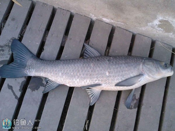 比较常见的几种淡水鱼区别,常见的淡水鱼介绍